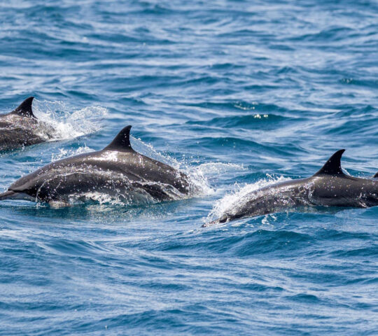 Spotting dolphins off the coast