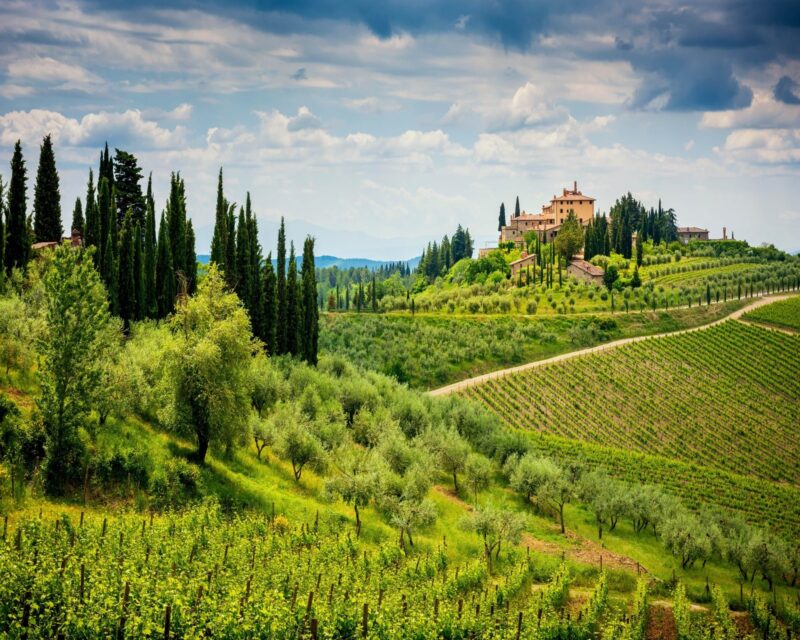 Vineyards in the Chianti hills Tuscany
