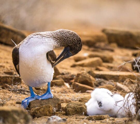 One of the islands' famous blue-footed boobies