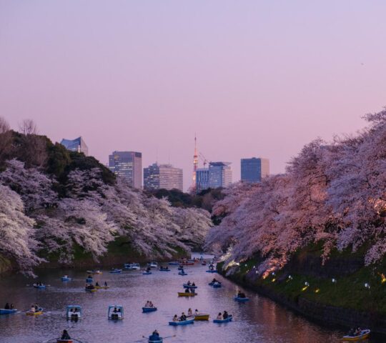 Cherry blossom season in Tokyo