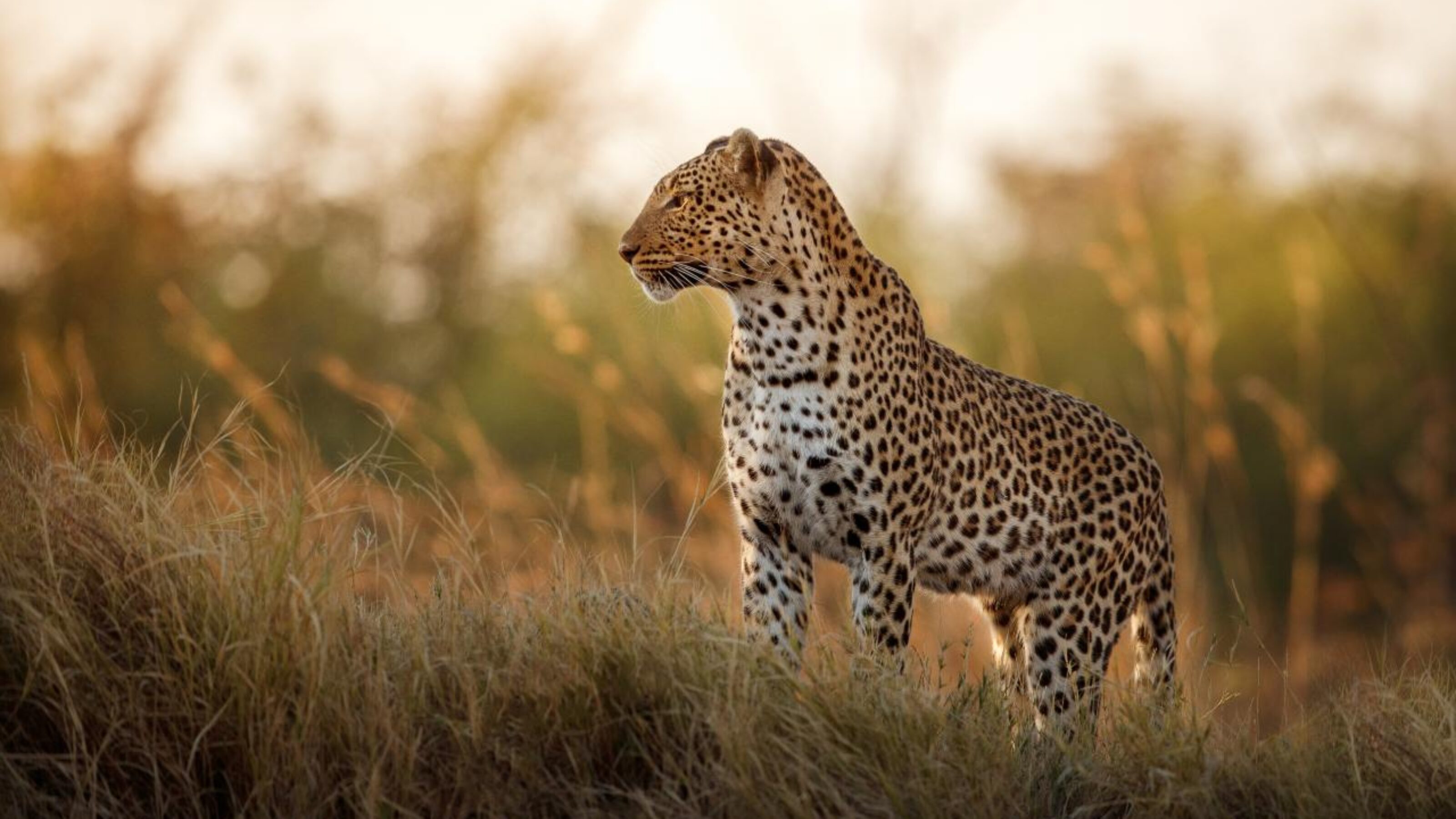 A Deluxe Dream African Honeymoon