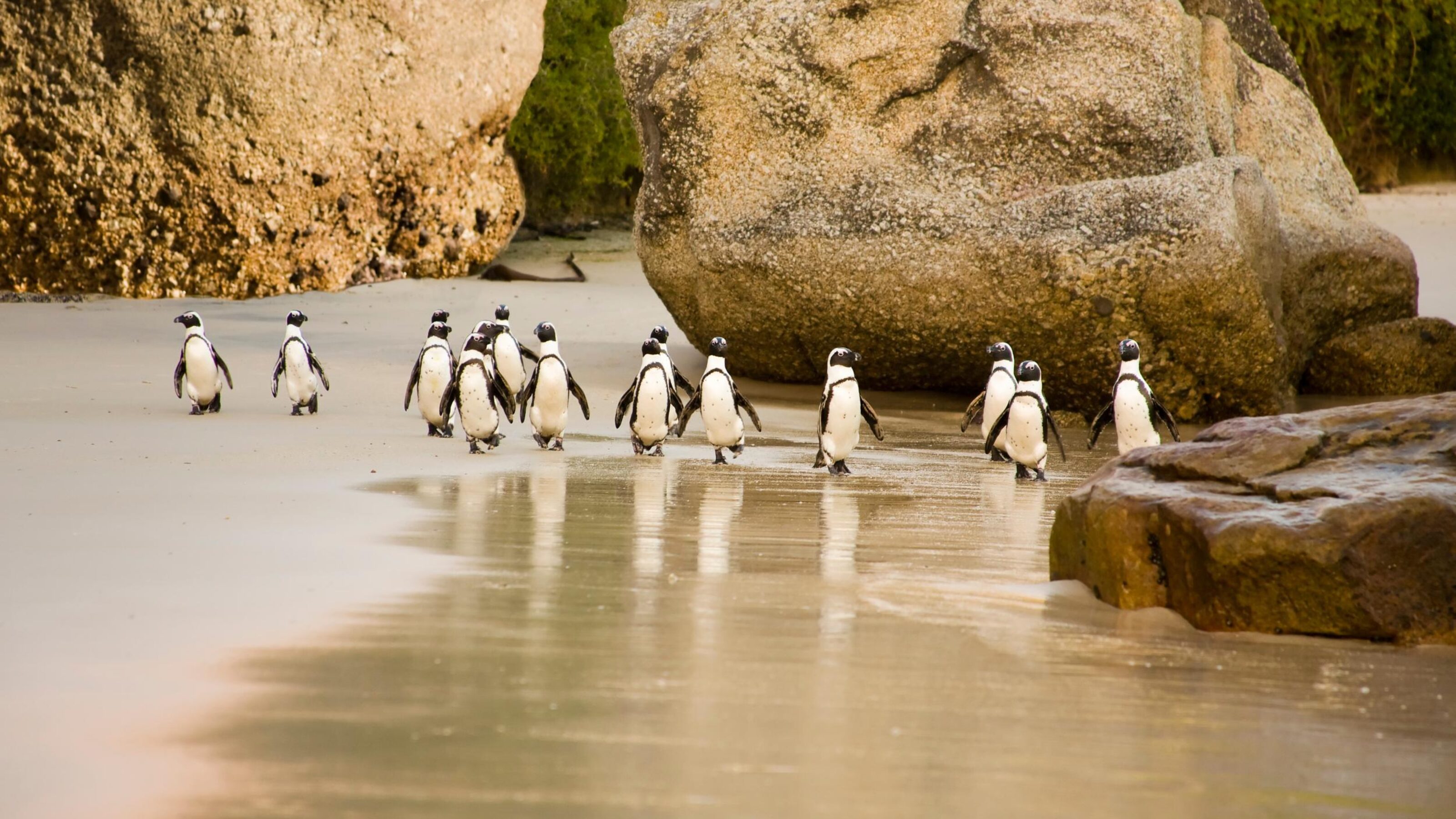 Cape, Safari and Beach Family Vacation