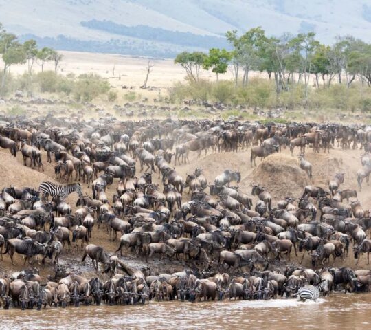 Wildebeest and zebra cross the Mara river