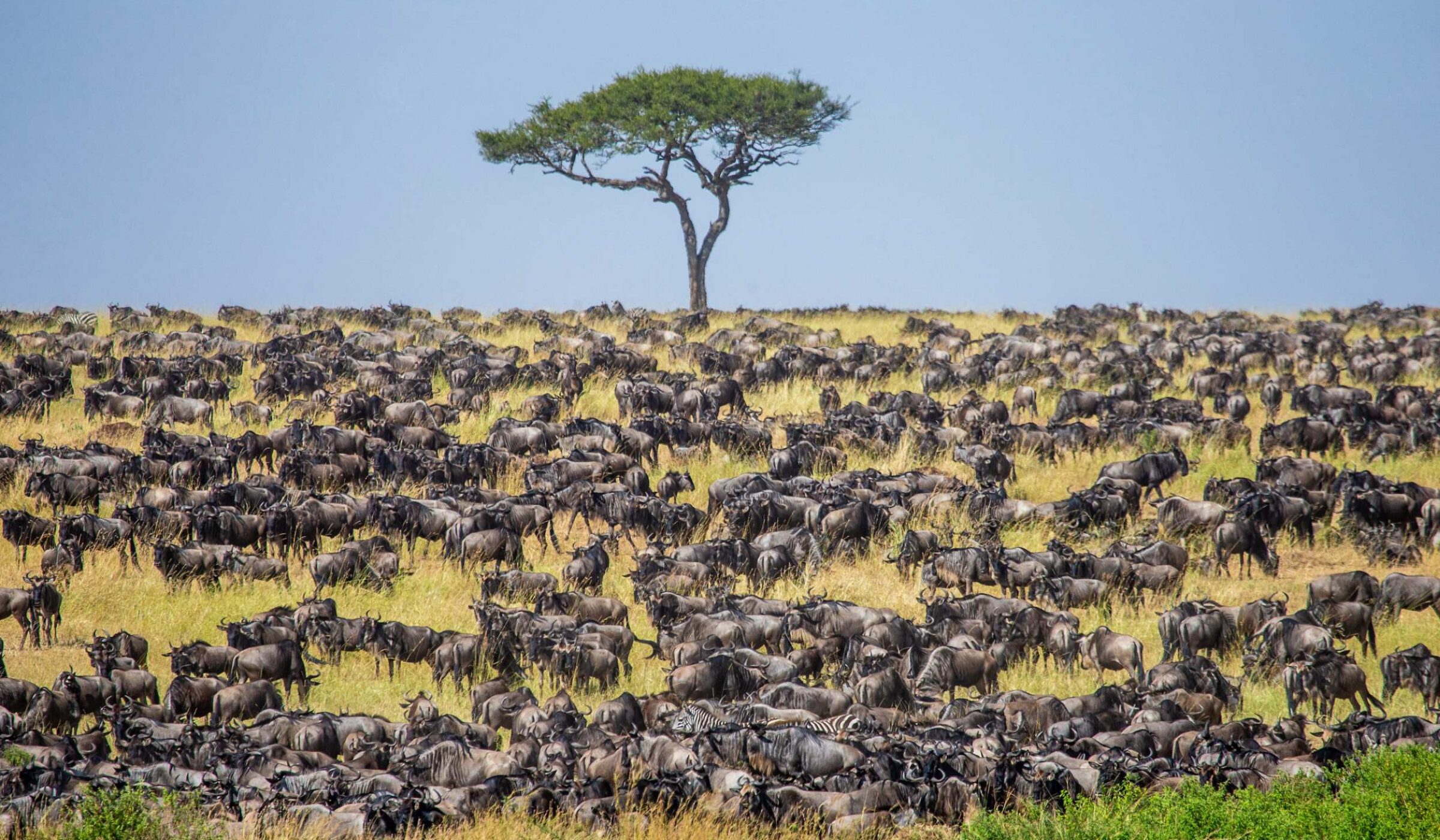 On safari in the Maasai Mara