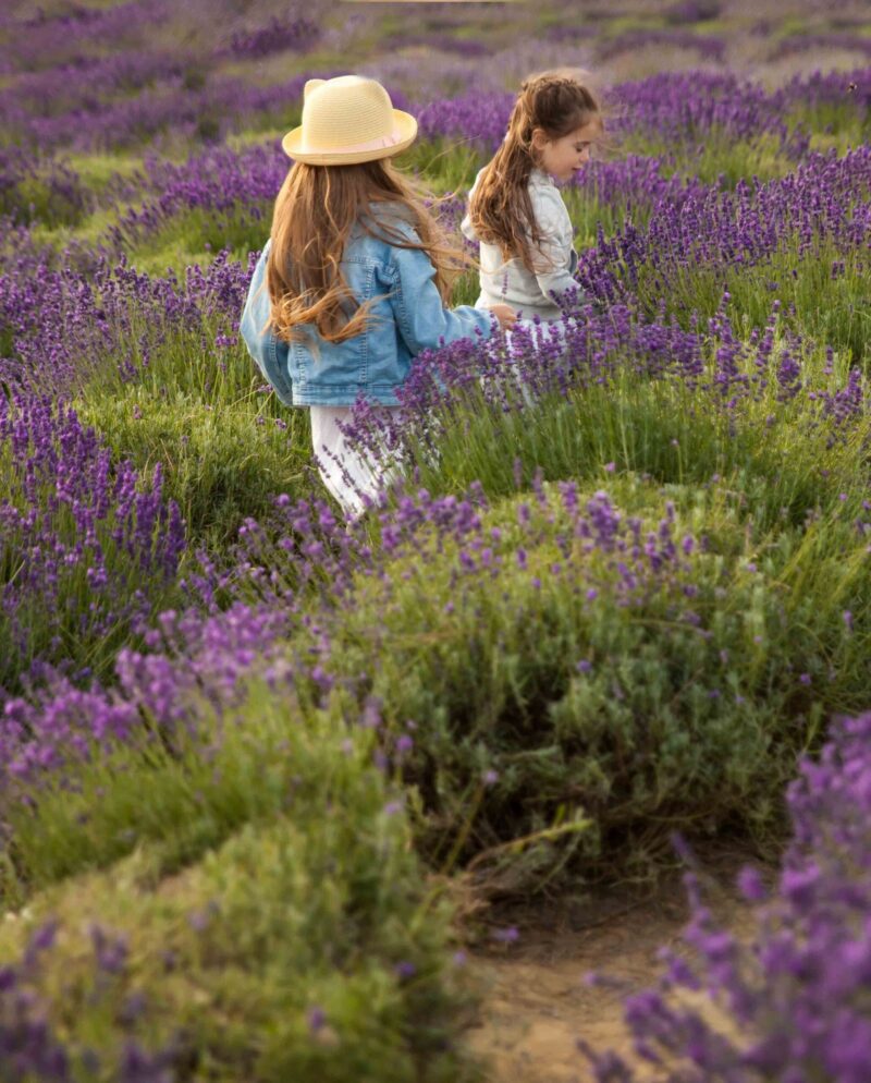 Two young girls with long hair walk through rows of vibrant purple lavender in a sunny field.