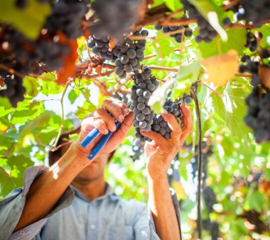 Grape harvesting in Mendoza