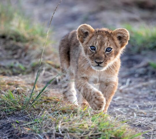 A magical glimpse of a lion cub in the wild