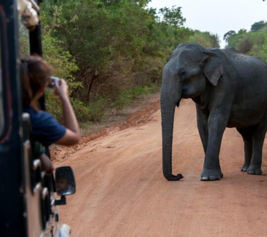 An Asian elephant in Yala National Park