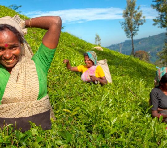 Tea pickers at a plantation