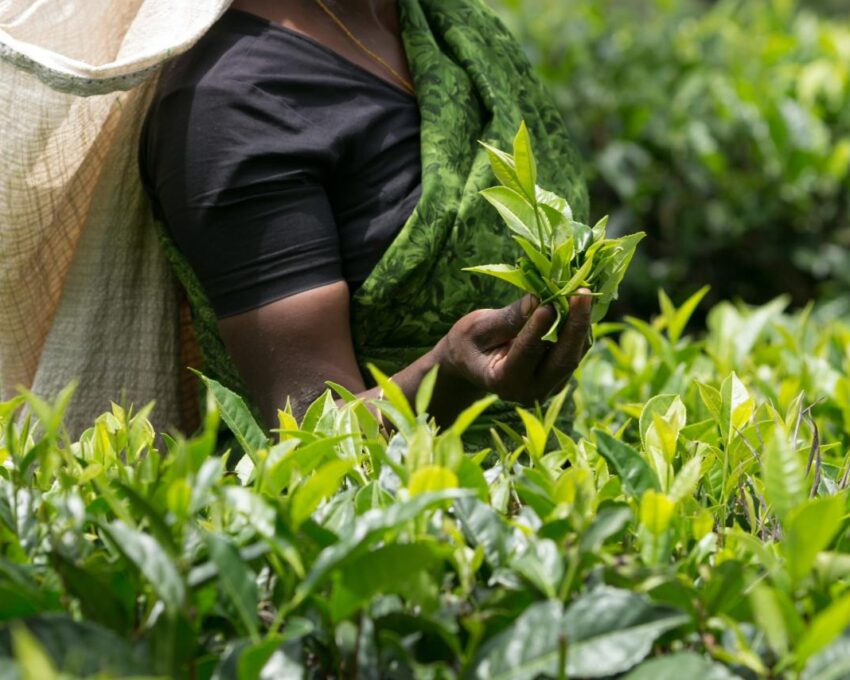 Tea Plantation tour with a tea planter