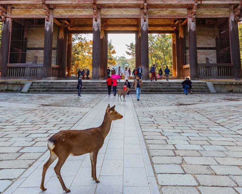 Exploring Kyoto and beyond