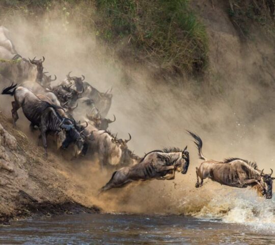 The great wildebeest migration