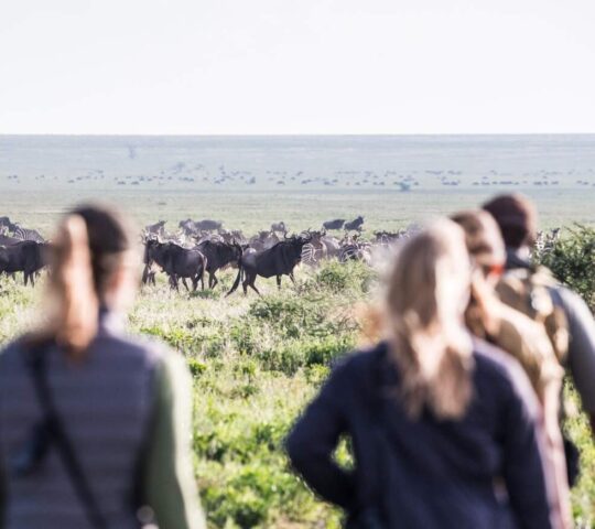 An intrepid walking safari