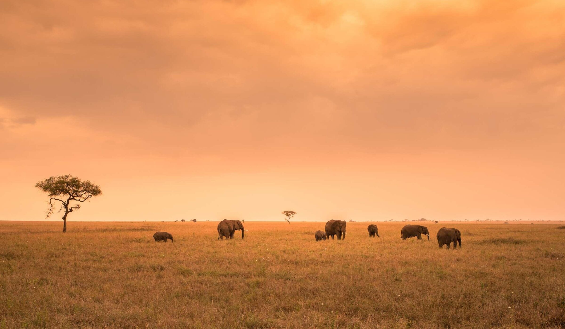 Four nights on safari in the Serengeti National Park