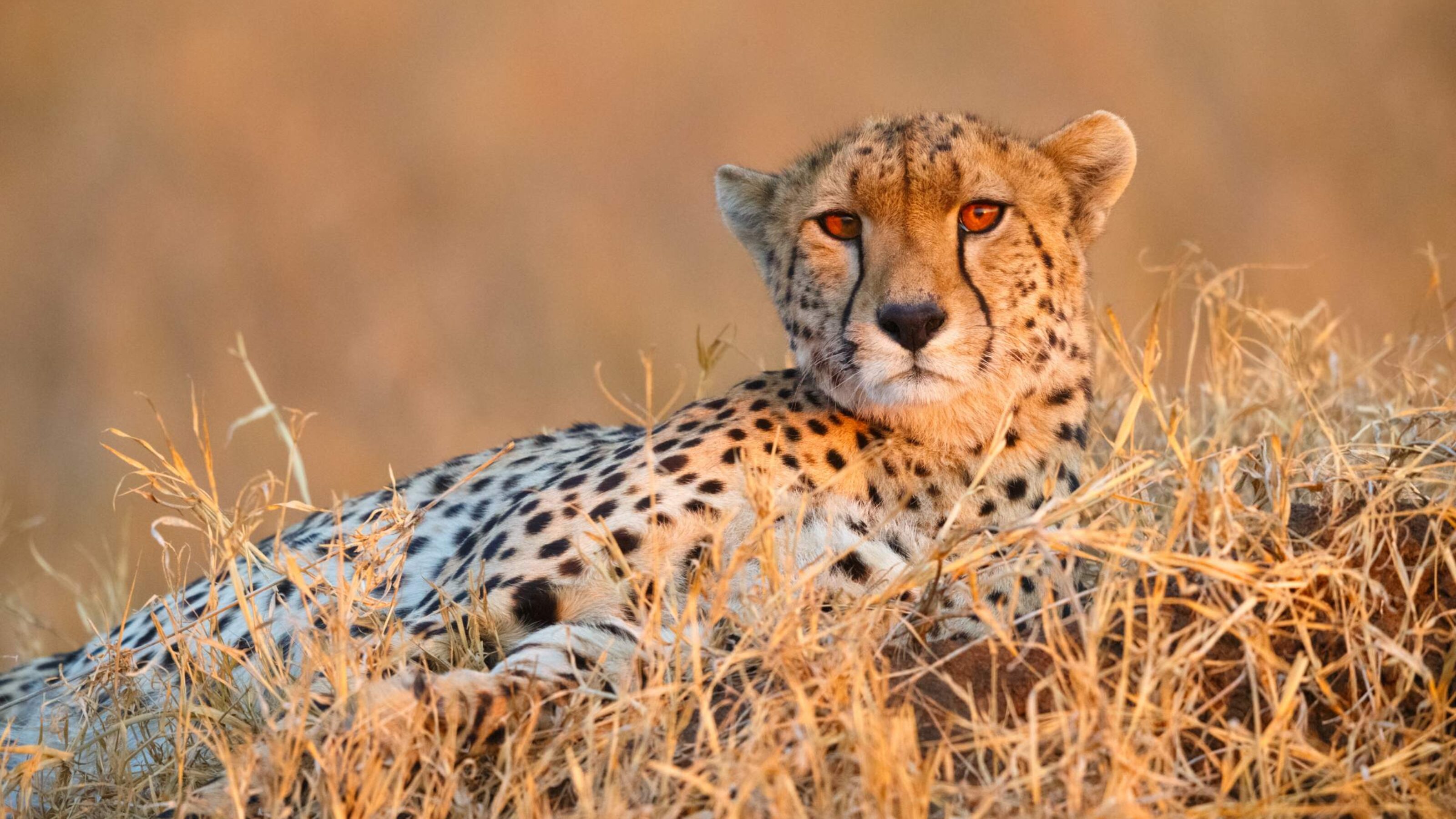 A Luxury Rail Journey Through Africa