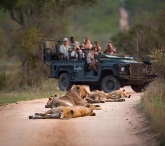 Safari in Sabi Sands
