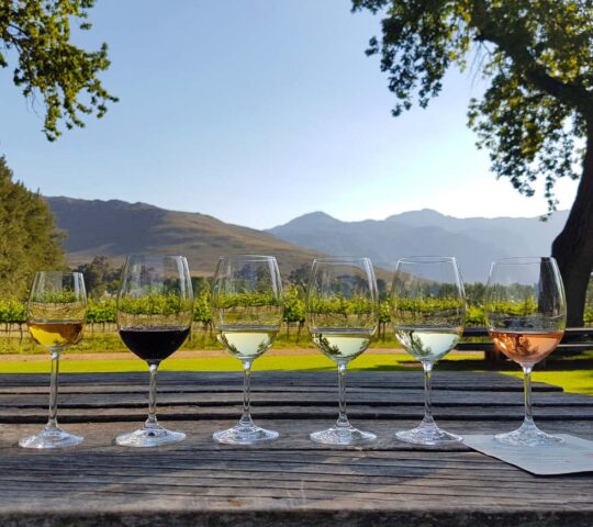 Try South Africa's finest wines on a guided tasting