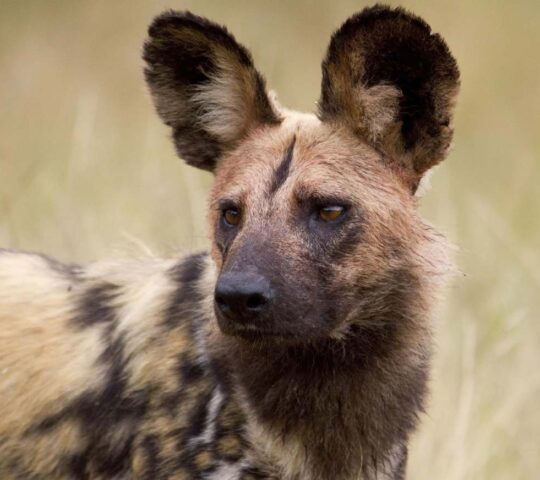 A wild dog in Sabi Sands
