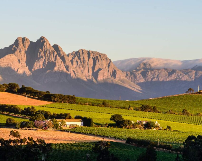 Discover the winelands