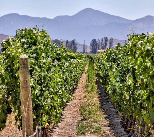 Exploring Chile's wine region