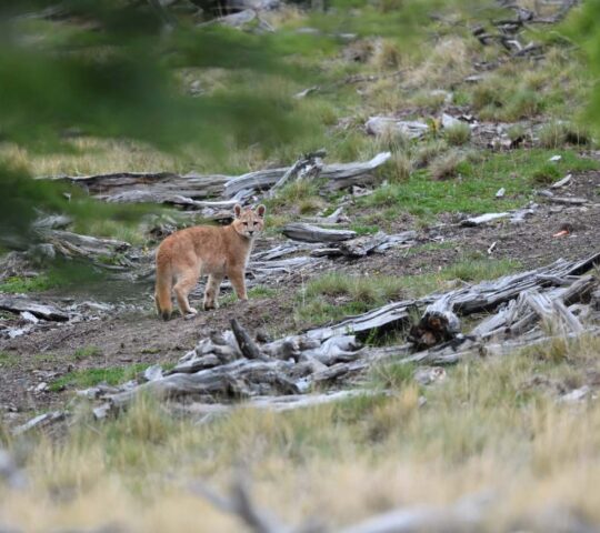 The Patagonian puma