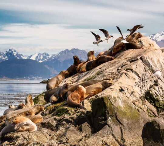 Patagonian wildlife on the Beagle Channel
