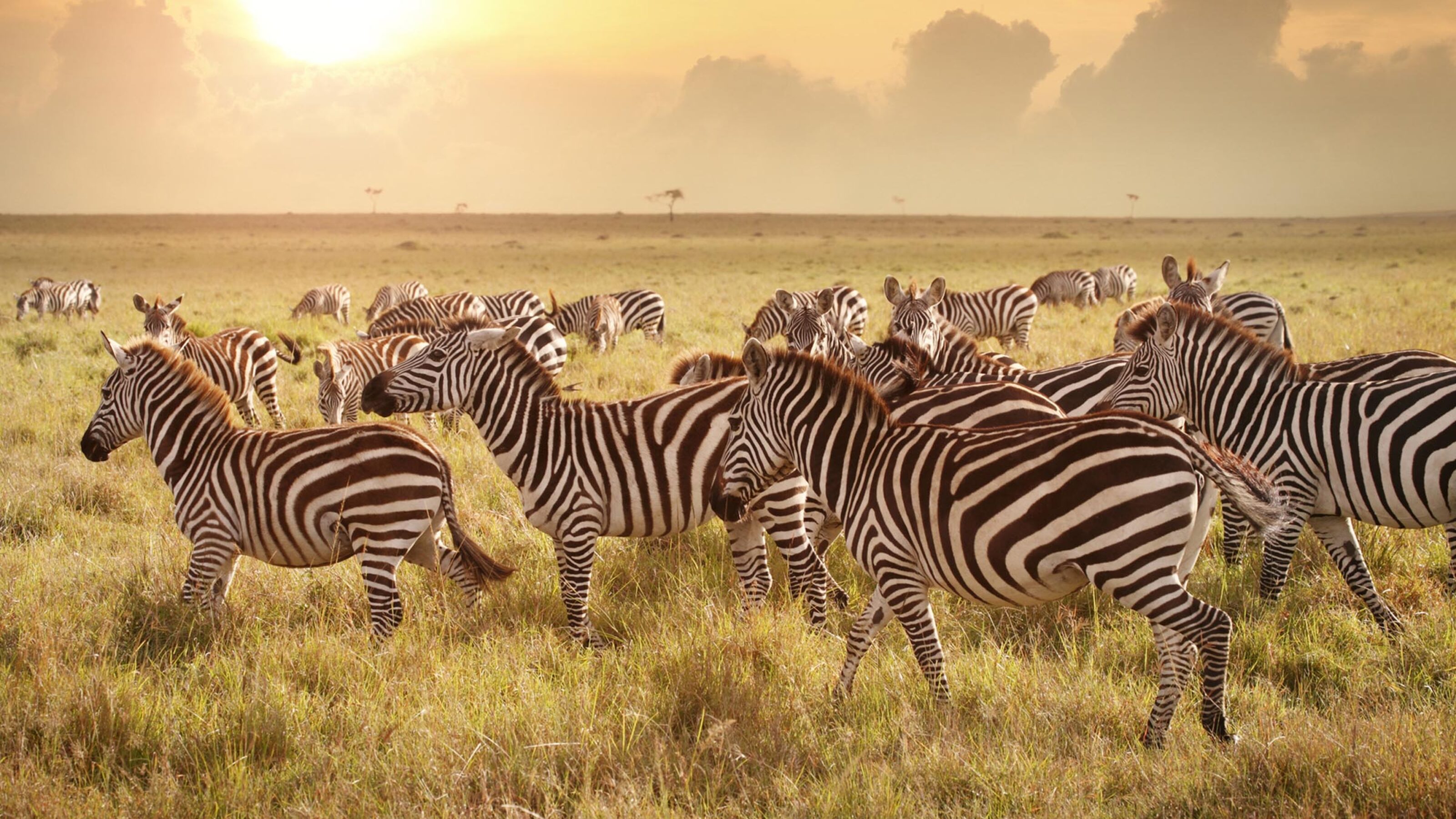 An African Trilogy: Kenyan to Victoria Falls and Cape Town