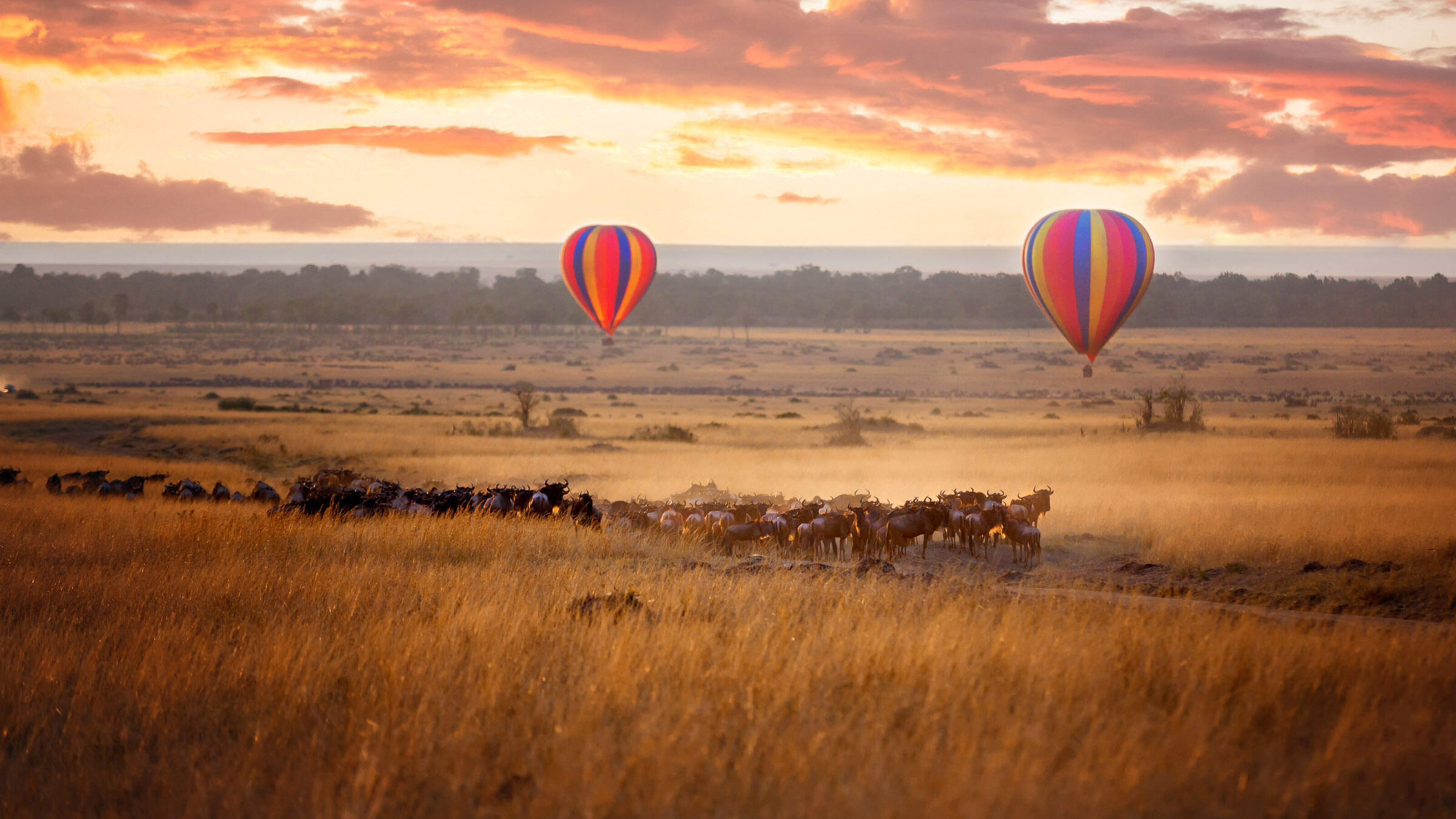 Two striped hot air balloons fly over a grassy plain with a herd of animals at sunset on a luxury Africa tour