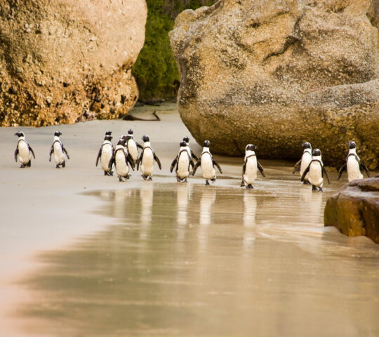 The penguin colony at Boulders Beach