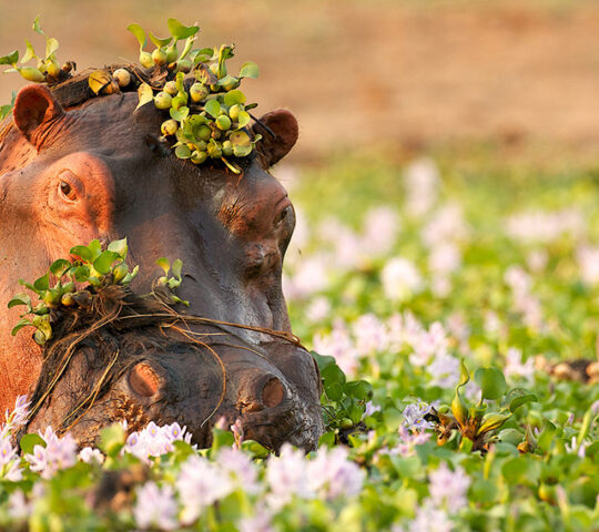 A wallowing hippo in the Zambezi