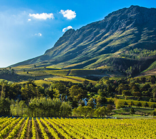Explore the Cape Winelands