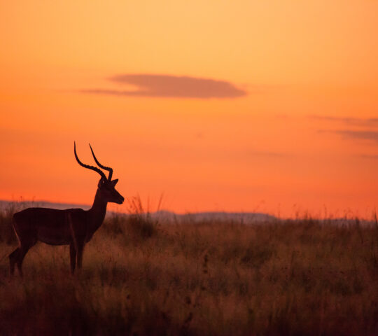 Evening in the Maasai Mara