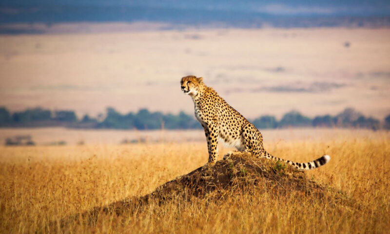 A lone cheetah perched on a rock in the savannah plains of the Maasai Mara