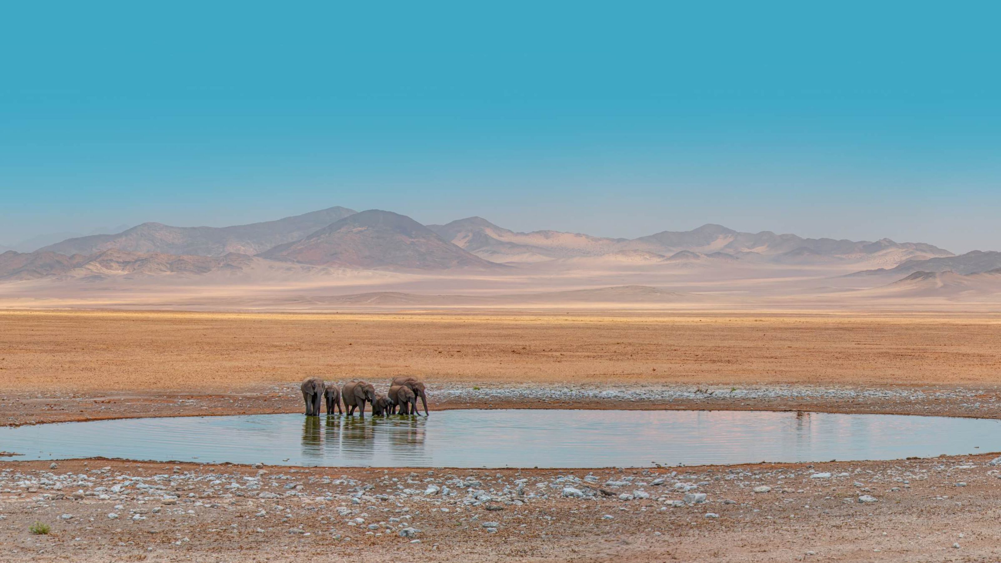 Heard of elephants gathered at a waterhole