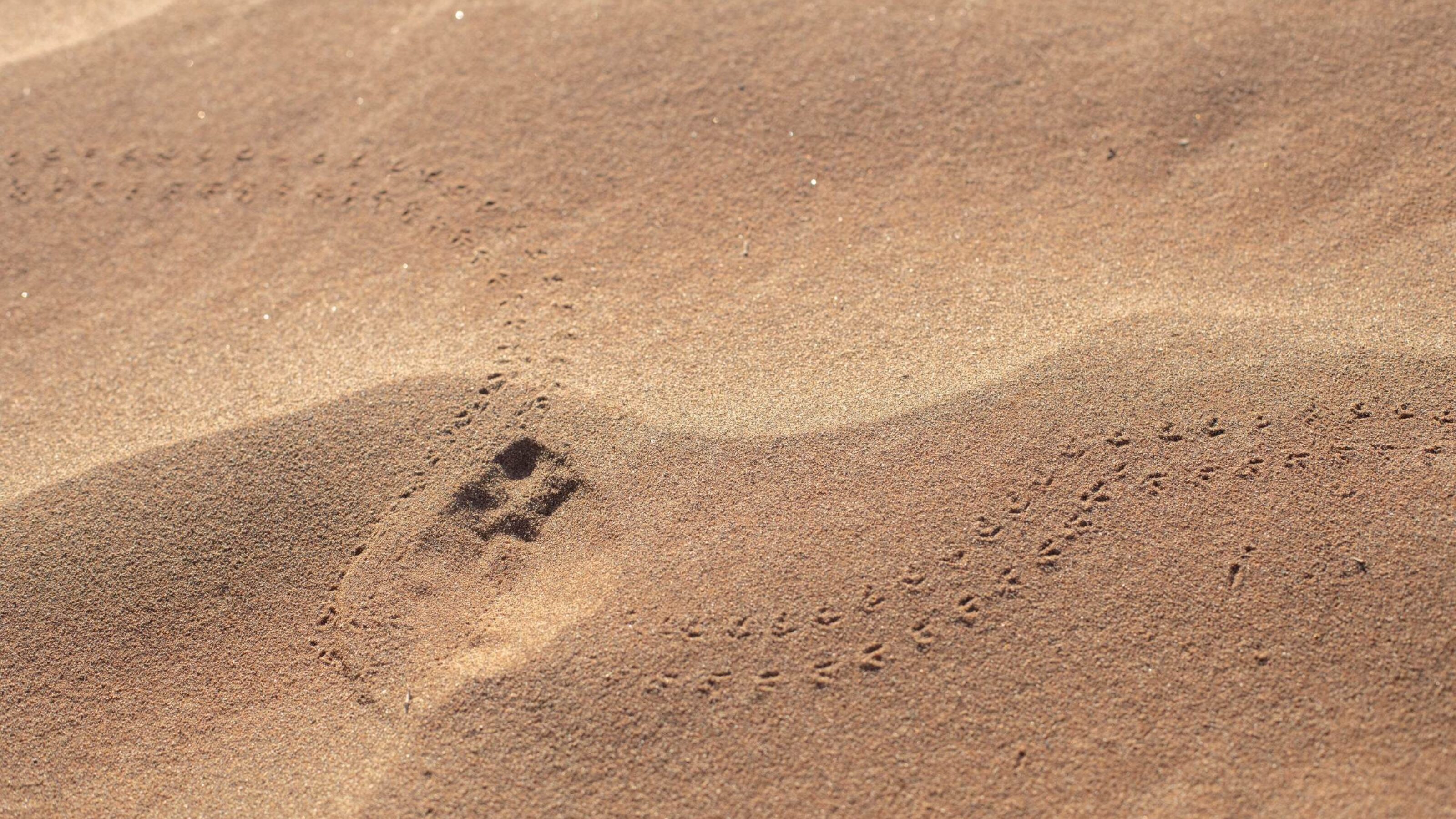 Small animal tracks in the sand