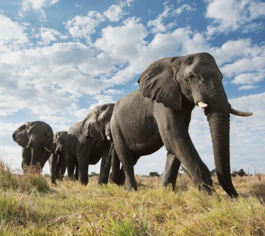 Desert adapated elephants in Damaraland