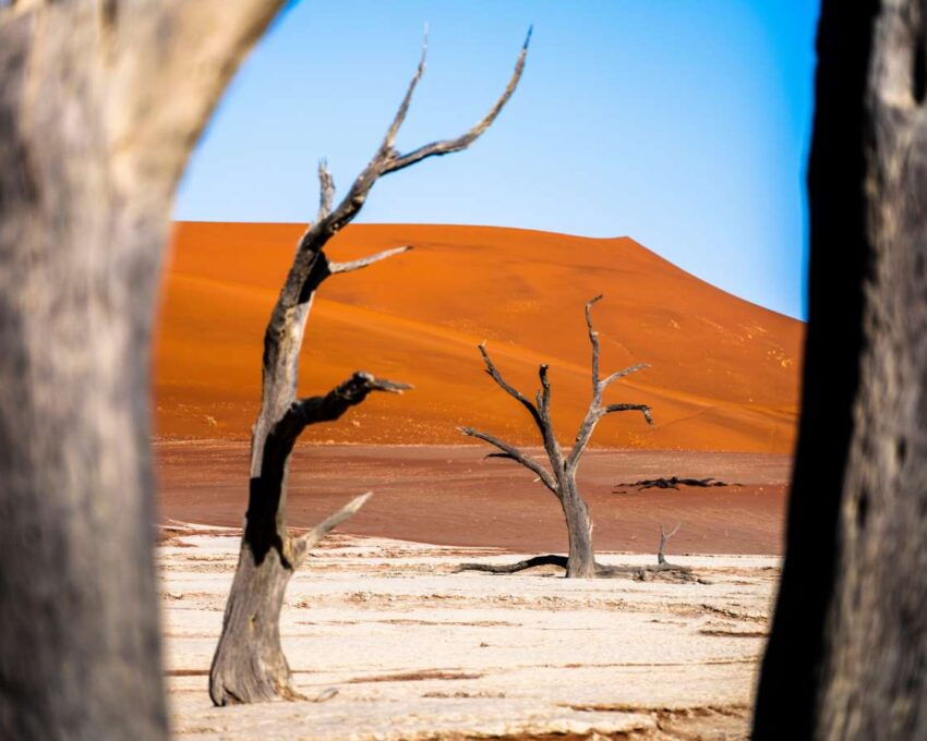 Explore the desert
