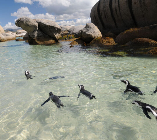 Visit the Boulders Beach penguins