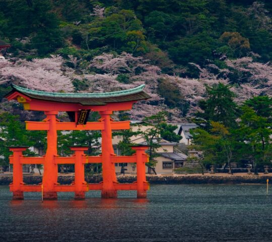 Kayak around Itsukushima Shrine