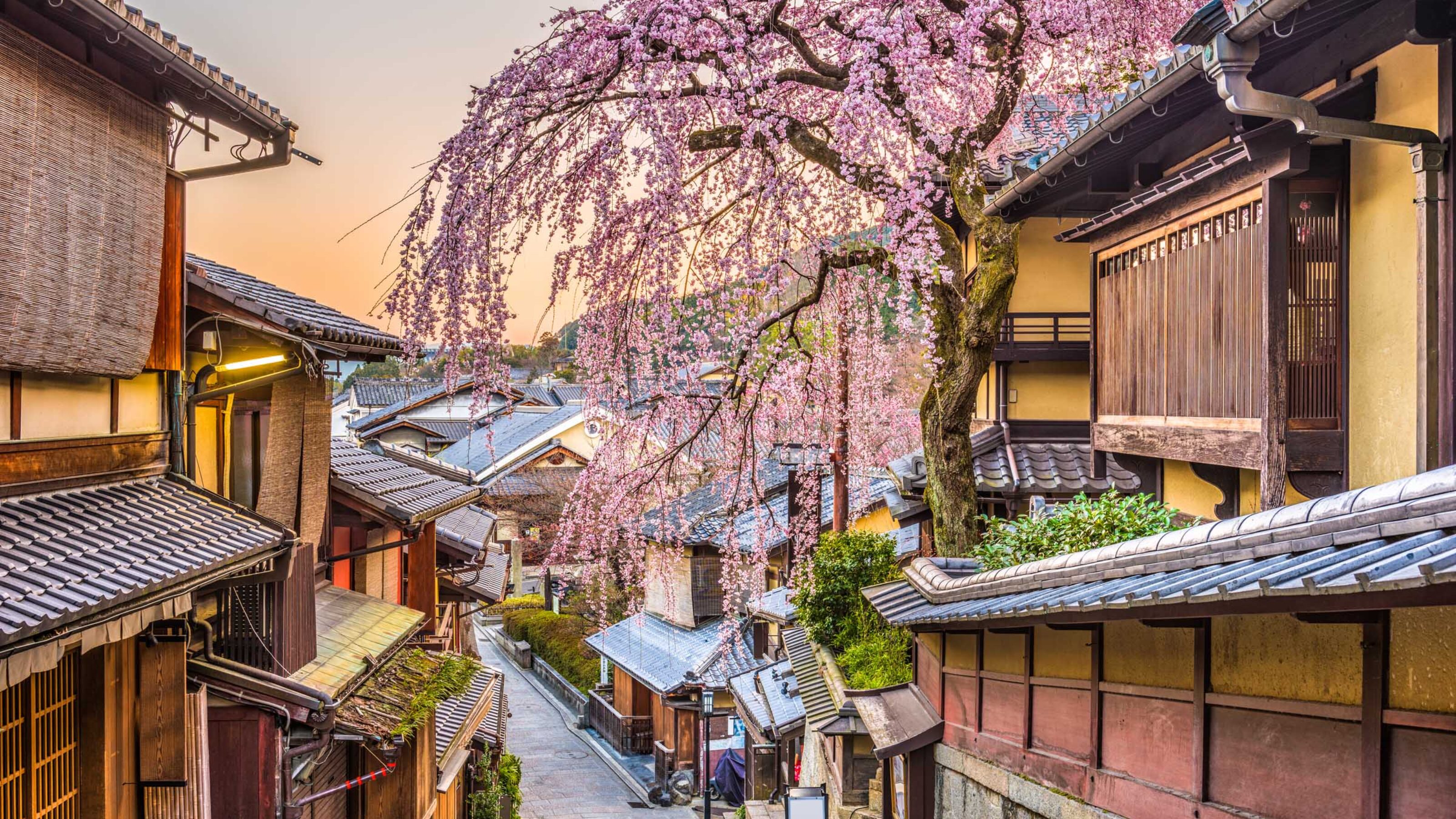 A narrow traditional Japanese street with wooden houses and a blooming pink weeping cherry tree at dusk.