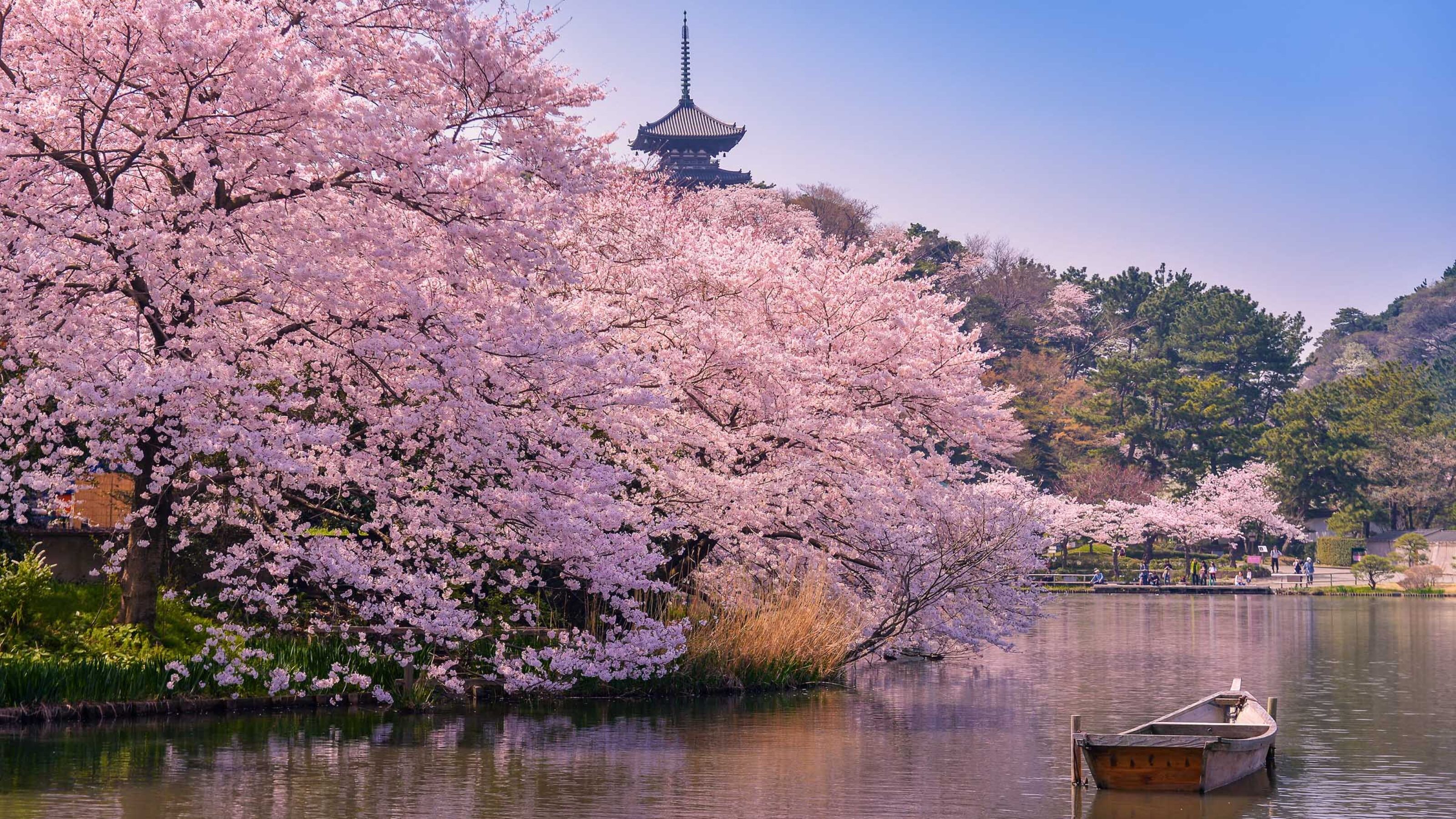 A wooden boat on a lake surrounded by cherry blossoms with a dark pagoda silhouette in the background.