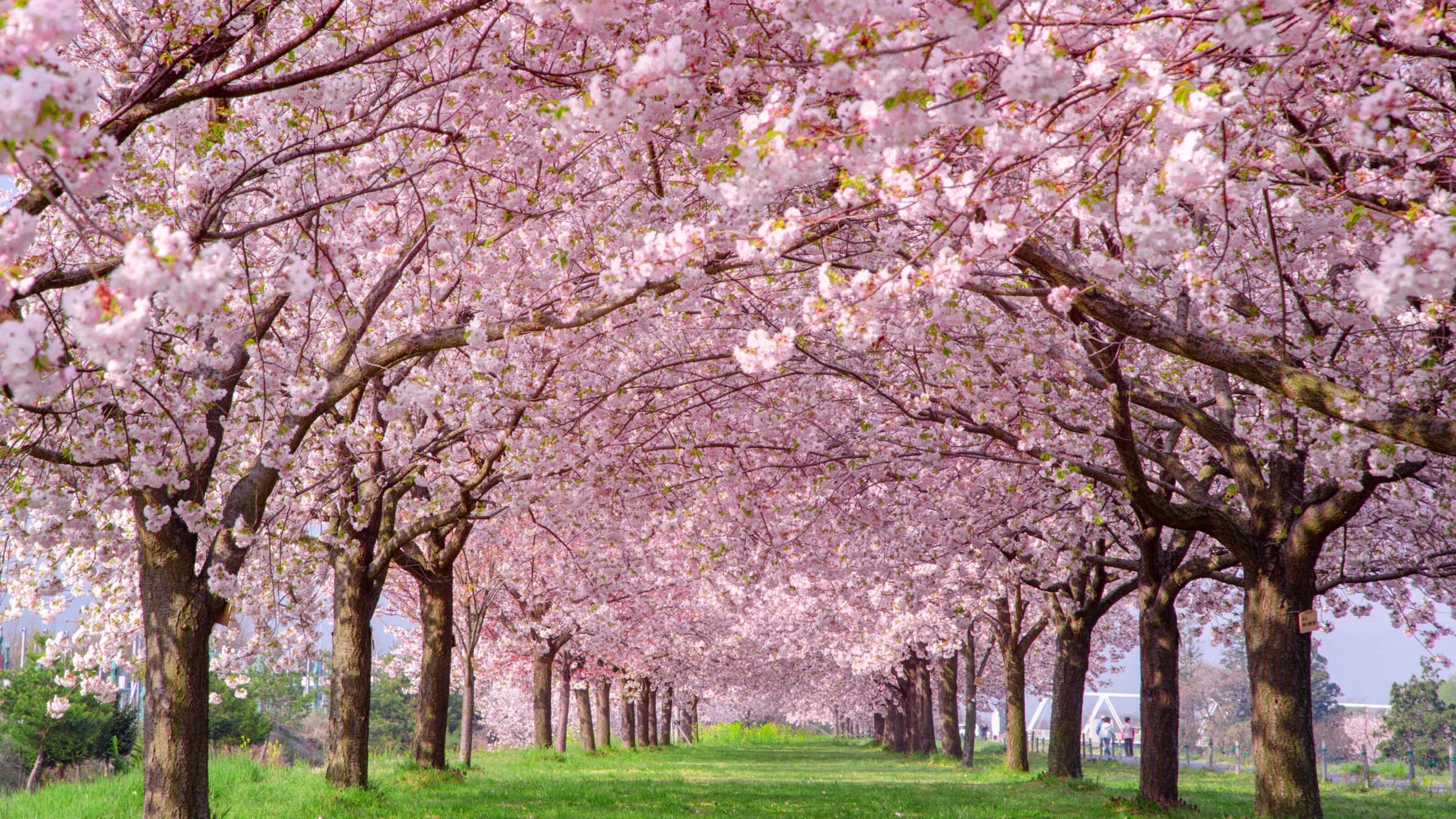 A scenic path through a tunnel of blooming pink cherry blossom trees over a green lawn.
