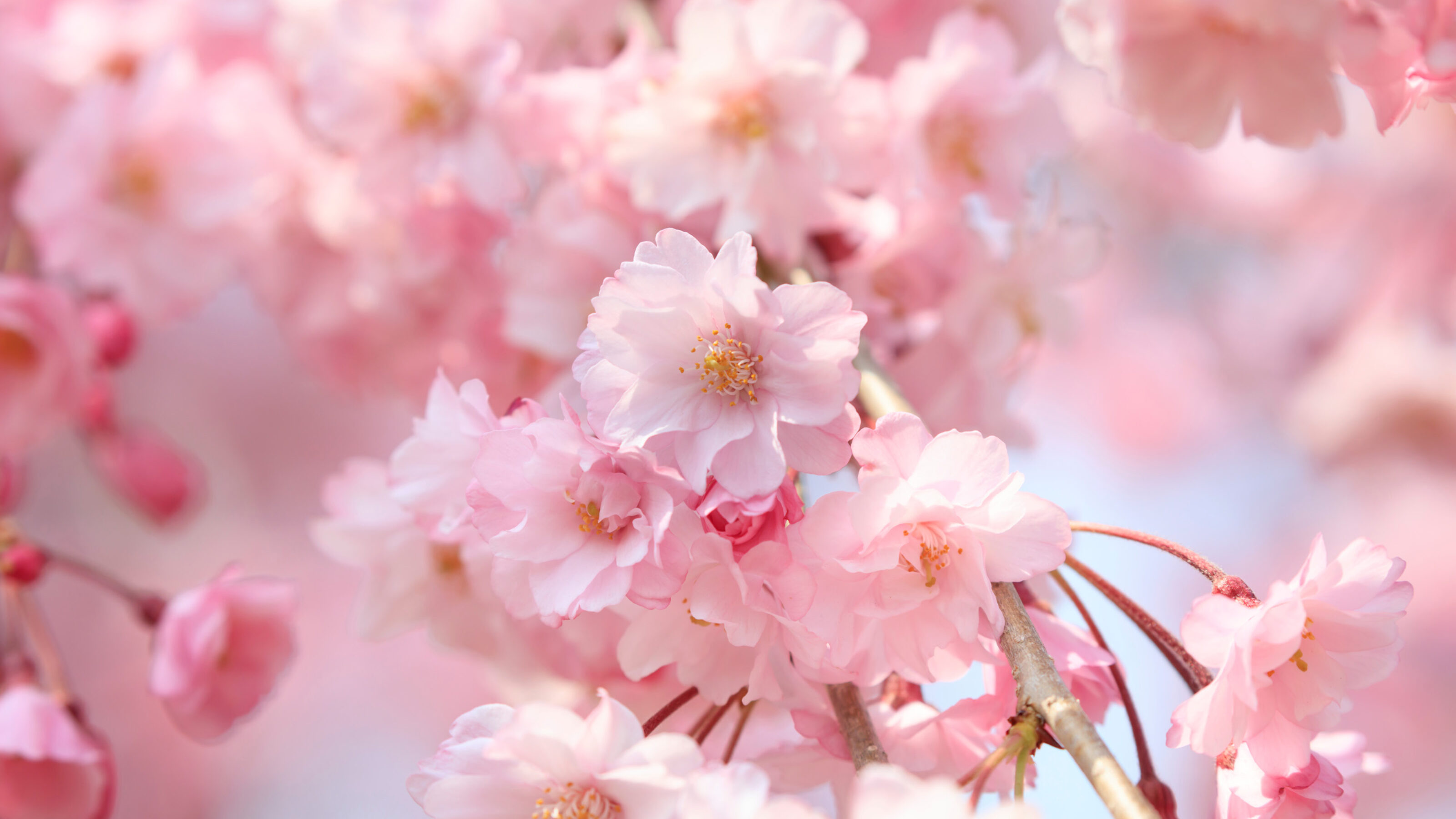 Close-up of delicate pink cherry blossoms with yellow centers on a branch.