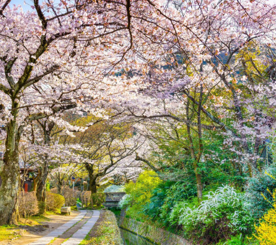 The Philosopher’s Path
