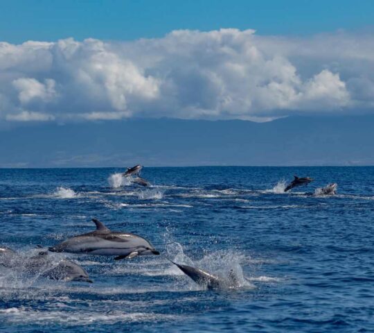 Dolphins leap out of the water off the coast of Portugal