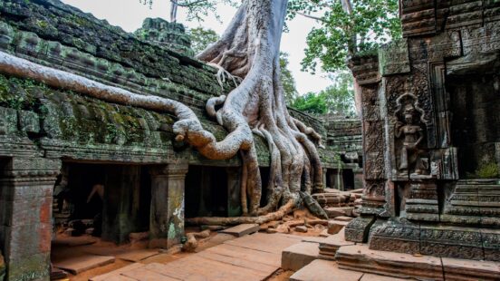A large tree with thick roots growing over an ancient stone temple entrance with intricate carvings.
