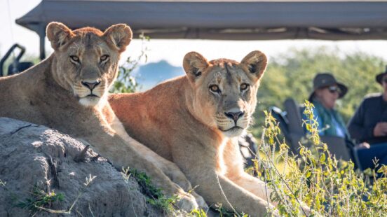 Two lionesses laying on a rock in Mombo Concession Okavango Delta, Botswana