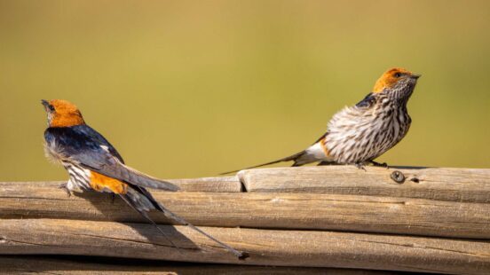 Lesser Stripped Swallow, Okavango Delta, Botswana