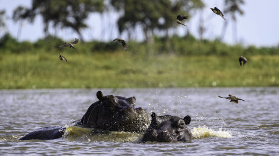 Two hippos in a river with birds flying overhead and trees in the background.