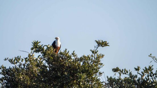 Fish Eagle Botswana perched atop a tree in the Okavango Delta, Botswana